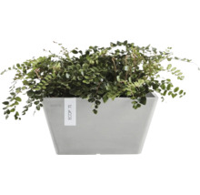 Grön växt i en grå ECOPOTS-kruka.
