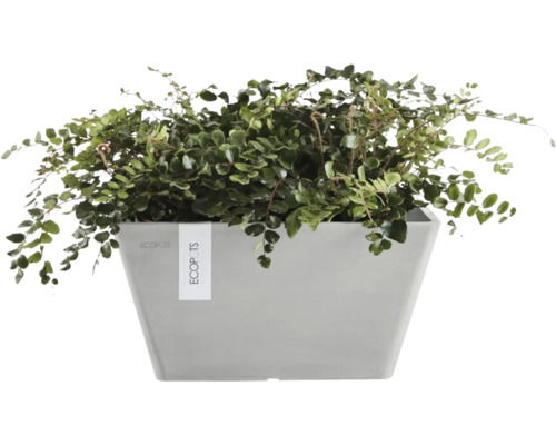 Grön växt i en grå ECOPOTS-kruka.