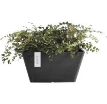 Pellaea rotundifolia knappbräken i en rektangulär mörk Ecopots-kruka.