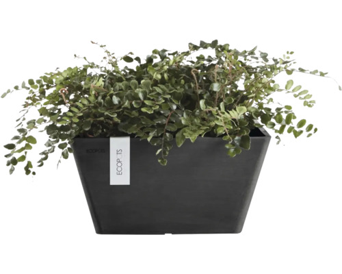 Pellaea rotundifolia knappbräken i en rektangulär mörk Ecopots-kruka.