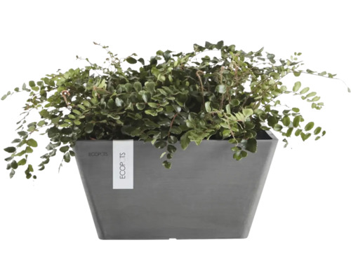 Rektangulär Ecopots Berlin planteringslåda i antracitgrå återvunnen plast med en grön krukväxt.