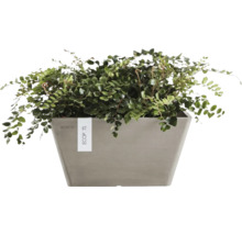 Krukväxt i ett grått fyrkantigt Ecopots planteringskärl.
