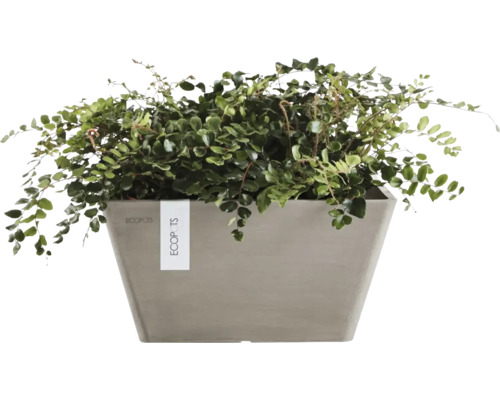 Krukväxt i ett grått fyrkantigt Ecopots planteringskärl.