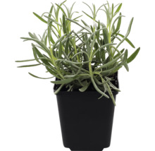 Lavendelplanta i kruka