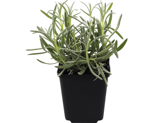 Lavendelplanta i kruka