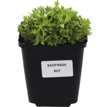 Saxifraga röd sort i kruka