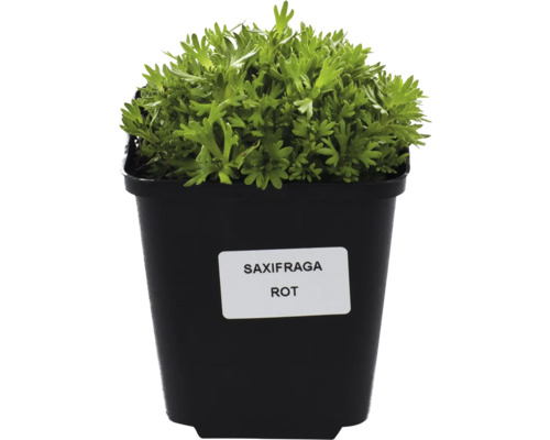Saxifraga röd sort i kruka