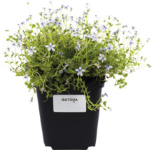 Stjärnlobelia i kruka