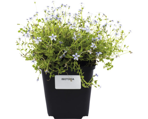 Stjärnlobelia i kruka