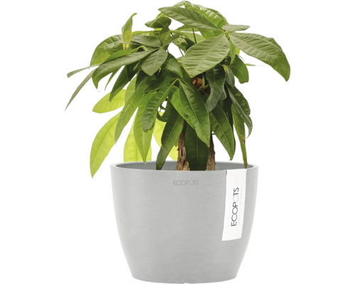 Krukväxt Pachira aquatica i grå Ecopots ytterkruka