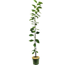 Äppelträdsplanta i kruka