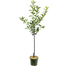 Unga träd i kruka med gröna blad.