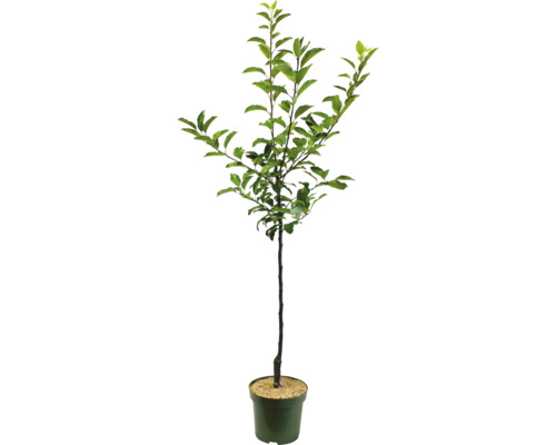 Unga träd i kruka med gröna blad.