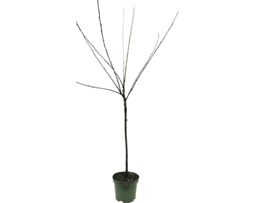 Lövträd utan löv i kruka