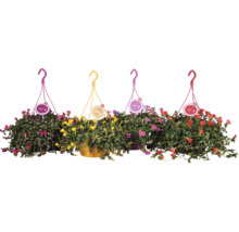 Fyra hängande suckulenter med färgglada blommor
