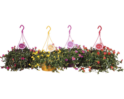 Fyra hängande suckulenter med färgglada blommor