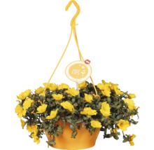 Hängande kruka med gula blommor