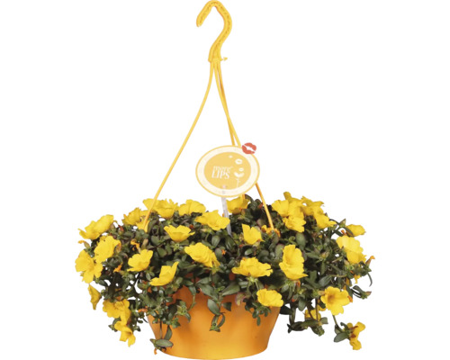 Hängande kruka med gula blommor