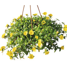 Hängande växt med Portulaca-blommor