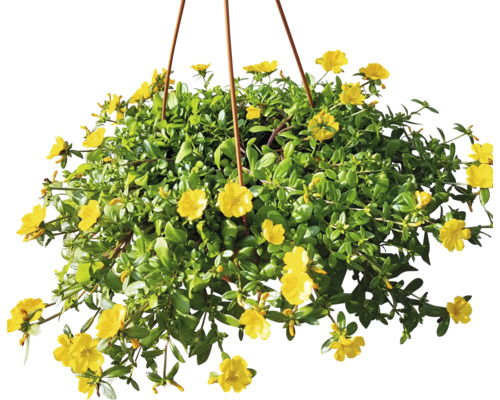 Hängande växt med Portulaca-blommor
