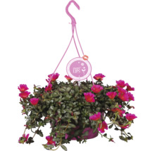 Hängande växt med rosa blommor och More Lips logotyp