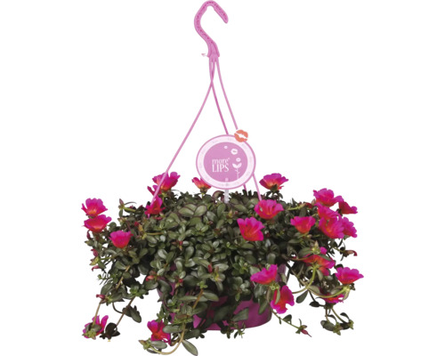 Hängande växt med rosa blommor och More Lips logotyp