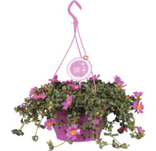 Hängande ampel med blommande portlakros
