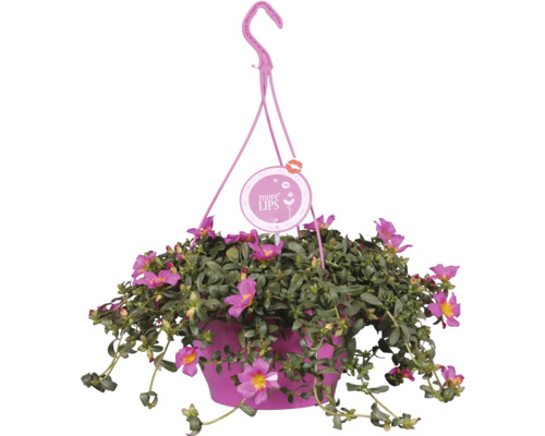 Hängande ampel med blommande portlakros