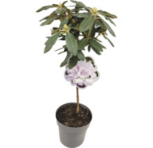 Rhododendron i kruka med växtetiketten 'Biko'