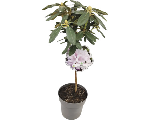 Rhododendron i kruka med växtetiketten 'Biko'