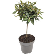 Olivträd odlat i kruka med gröna blad