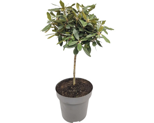 Olivträd odlat i kruka med gröna blad