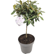 Rhododendron i kruka