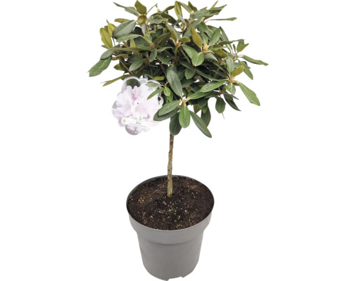 Rhododendron i kruka