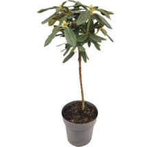 Rhododendron i kruka