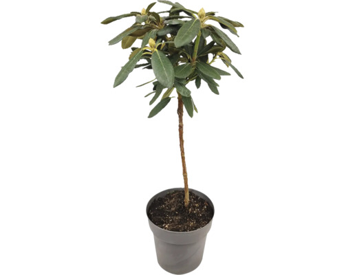 Rhododendron i kruka