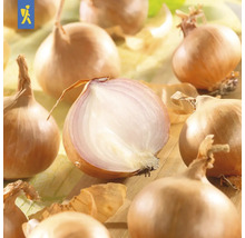 Gula lökar, några hela, en halverad