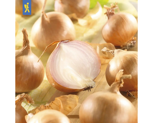 Gula lökar, några hela, en halverad