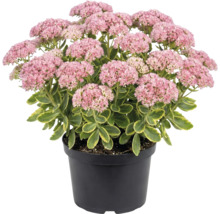 Fetknopp i svart kruka med rosa blomflockar