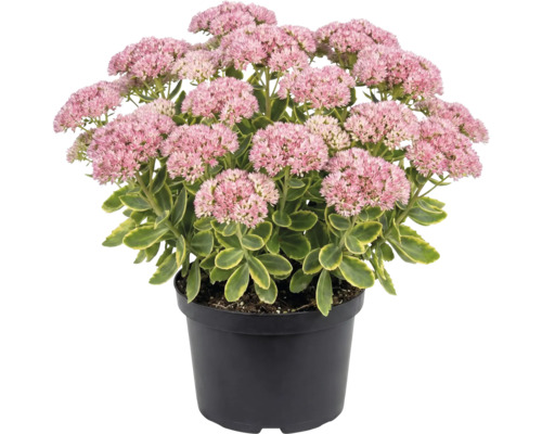 Fetknopp i svart kruka med rosa blomflockar