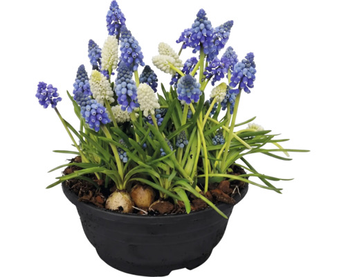 Pärlhyacint FLORASELF Muscari armeniacum Ø21cm Blå och vita pärlhyacinter i en svart kruka
