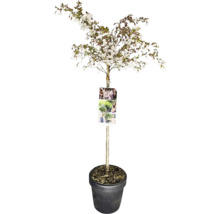 Japanskt prydnadskörsbär 'Kojou-no-mai' i kruka