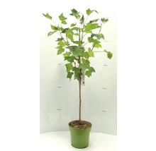 Vinbärsbuske i kruka med gröna blad, cirka 125 centimeter hög.