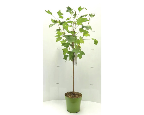 Vinbärsbuske i kruka med gröna blad, cirka 125 centimeter hög.