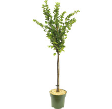 Prydnadsbuske med gröna blad i kruka
