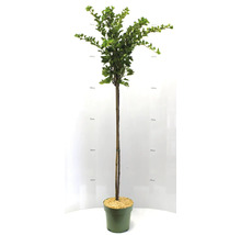 Vinbärsspaljé i kruka, cirka 150 centimeter hög
