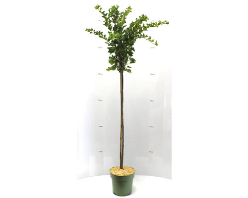 Vinbärsspaljé i kruka, cirka 150 centimeter hög