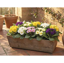 Trälåda planterad med primulor i olika färger på en terrass.