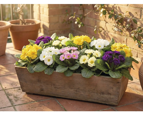 Trälåda planterad med primulor i olika färger på en terrass.