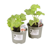 Två pelargoner i kruka, en Red Pandora, en Antik Violett.